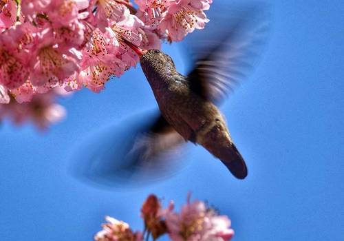 Fine Art de Natureza