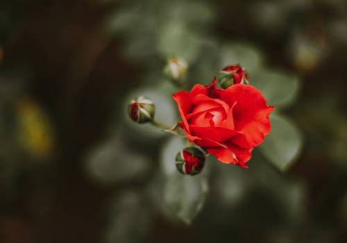  Família de Casa das Rosas - Liz, Ane e Davi