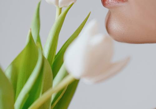 Telas de Tulipa - Contemplação