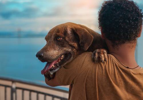 Ensaio com pet de Gabriel e Barão