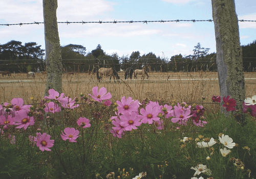 PROFILES of  Kim Rose Powers - Masterton, NZ