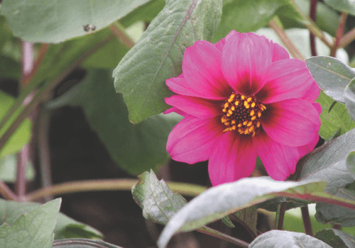 PROFILES of  Nadine Mudgway - Hamilton, NZ