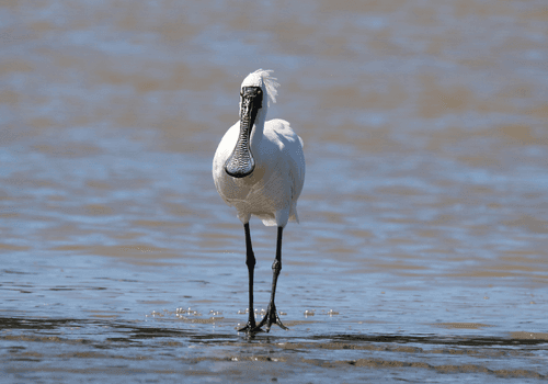 PROFILES of Terry Oliver-Ward - Foxton NZ