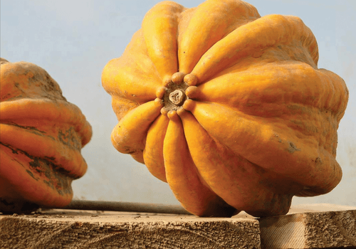 PROFILES of Trudi Davis