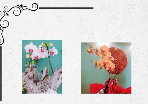 flores presentes de ORQUÍDEAS PARA ENCANTAR