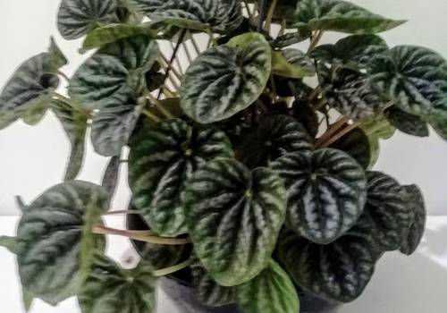 Plantas de PLANTAS PARA DECORAR O SEU LAR