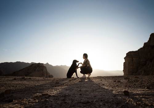 Mascotas de 4 peludos llenos de amor 