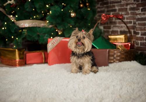 Familia de Minis Navideñas 2022