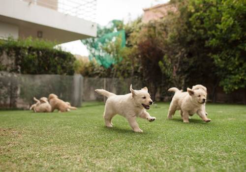 Mascotas de Una tarde entre cachorros 