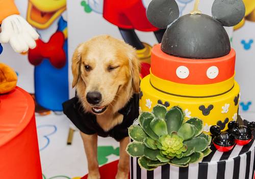 Aniversário de Zeus - 1 Ano