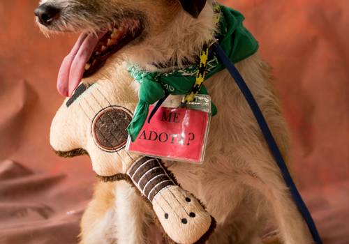 VOLUNTARIADO de PROJETO ADOTE