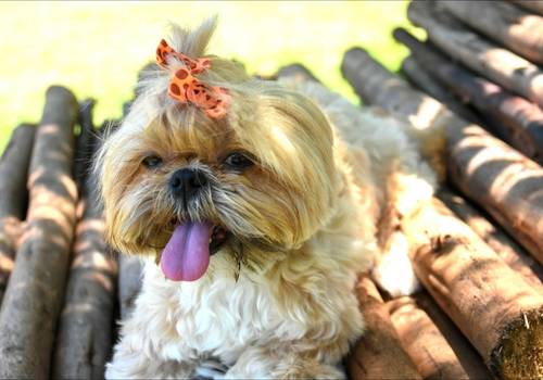 ENSAIO FOTOGRÁFICO PET