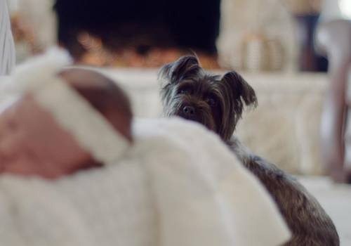 Vc tem um Cachorrinho ou Gatinho? Então essa matéria é para vc!! Como lidar com Ciúmes dos Pets!!!