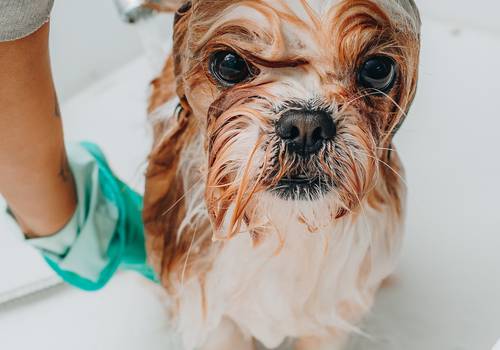 Fotografia de Produtos de 4 Patas Pet Store