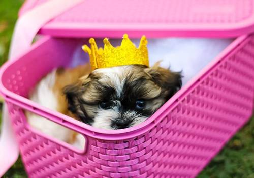 Pet de Ensaio Amora Shitzu