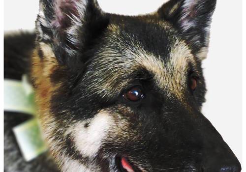 Ensaio Fotográfico de Hanna