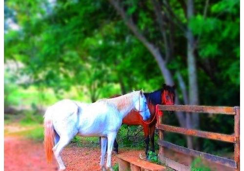 Ensaio Fotográfico de Cavalos