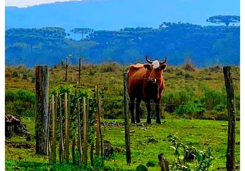 Ensaio Fotográfico de Animais do Campo
