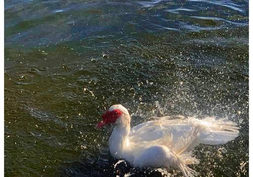 Ensaio Fotográfico de Aves
