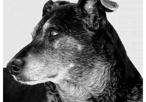 Ensaio Fotográfico de Meg