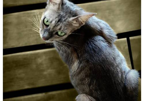 Ensaio Fotográfico de Gatos