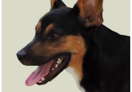 Ensaio Fotográfico de Zequinha