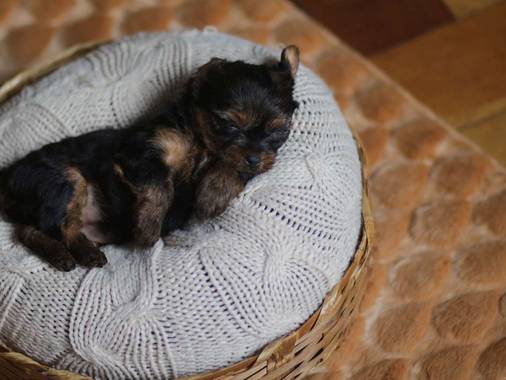 AlgoCÃO Doce (Newborn Pet) de AlgoCÃO Doce