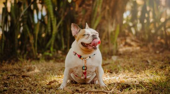 Ensaio Pet e Família de Ensaio Pet - Georgia - 5 anos