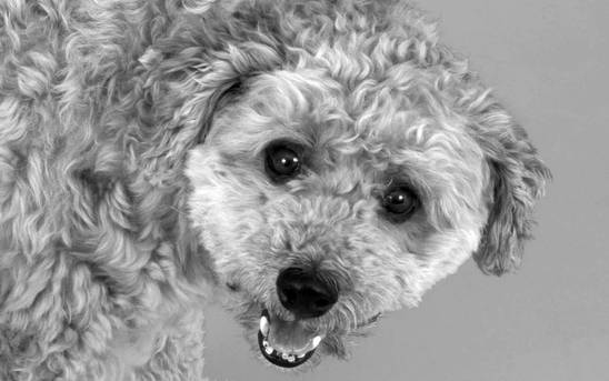 Book PET de Ensaio Pet Piloto