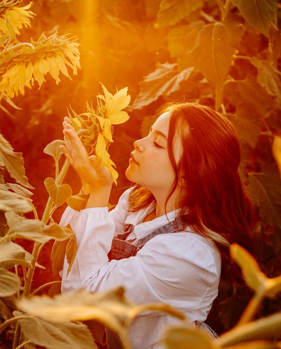 Temporadas de Temporada de Girassol