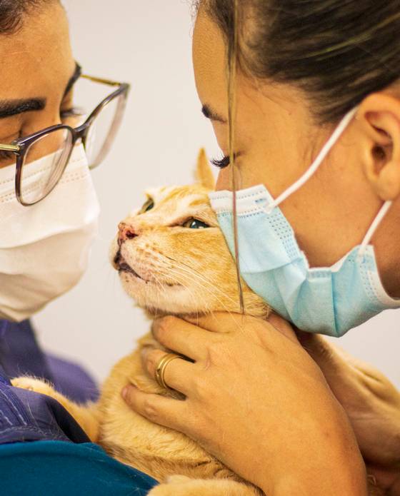 Marca Pessoal de Catus Medicina Felina - 2021