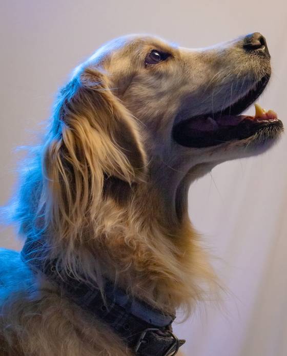 Fotografia Pet de Momento Pet