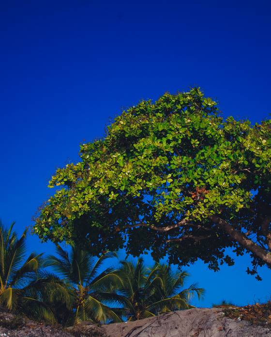 Casamentos  de EDUARDA E GEOVANE 