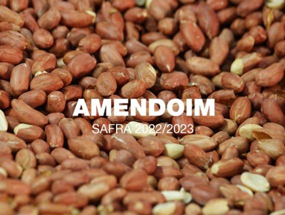 Agronegócio de Plantio Amendoim | Safra 22/23 | MAFER