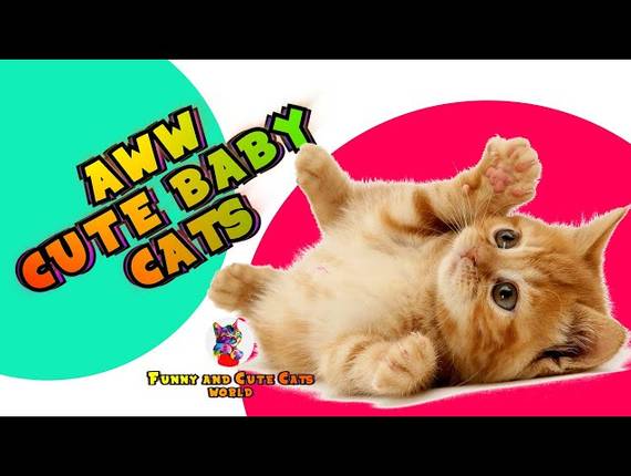 CATS of  AWW CUTE BABY CATS VIDEO COMPILATION | CUTEST MOMENT OF THE KITTENS | Funny and Cute Cats World #16