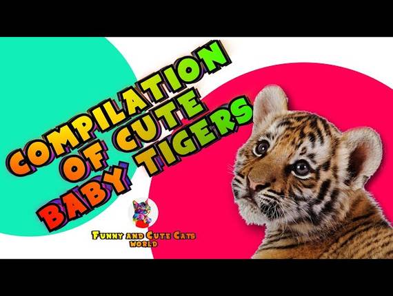 CATS of CUTE BABY TIGER VIDEOS | BABY TIGERS COMPILATION | Funny and Cute Cats World #24