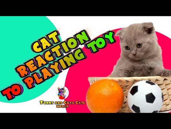 CATS of CAT REACTION TO PLAYING TOY | FUNNY CAT TOY REACTION VIDEOS | Funny and Cute Cats World #19