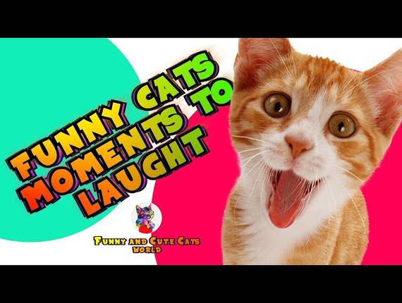CATS of FUNNY CATS MOMENTS TO LAUGHT | FYNNY CAT VIDEOS | SUPER LAUGHT TIME | Funny and Cute Cats World #20