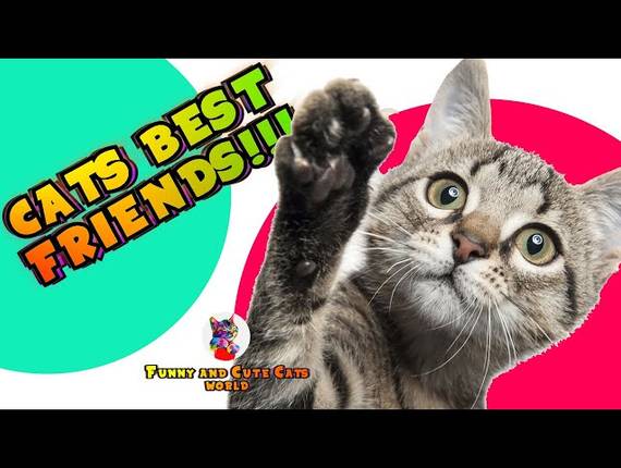 CATS of FUNNY CATS VIDEOS COMPILATION | CATS BEST FRIENDS!!! | Funny and Cute Cats World #17
