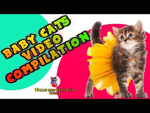 CATS of BABY CATS | CUTE AND FUNNY CAT VIDEOS COMPILATION | Funny and Cute Cats World #18