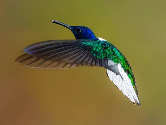 Passáros de Beija-Flor e Borboletas