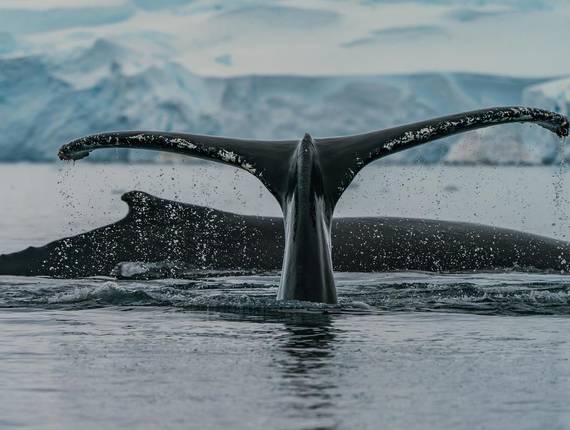 Vida Marinha de A Vida Marinha