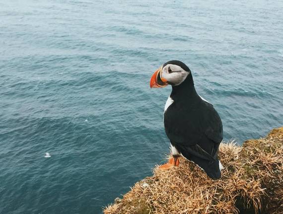 Animais de Papagaio do Mar 