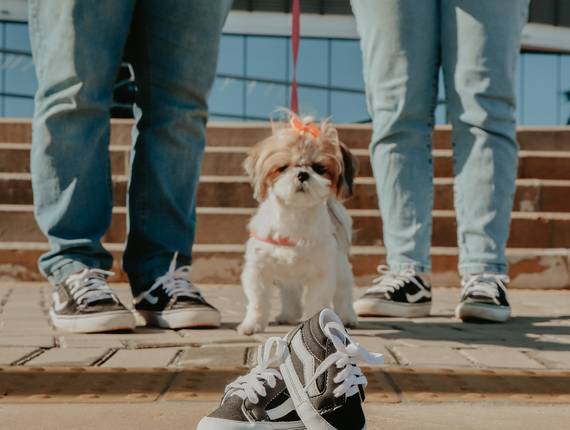 Gestantes de À Espera de Arthur