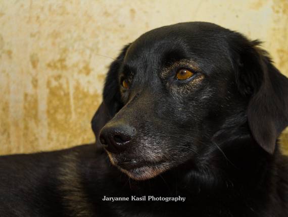 Ensaio Pet de Kiara / 2019