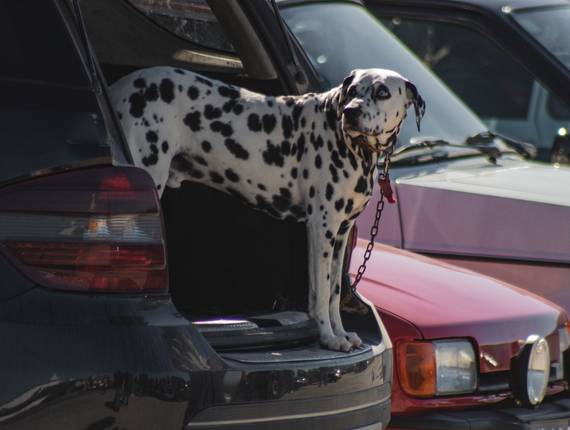 Animais de Cães
