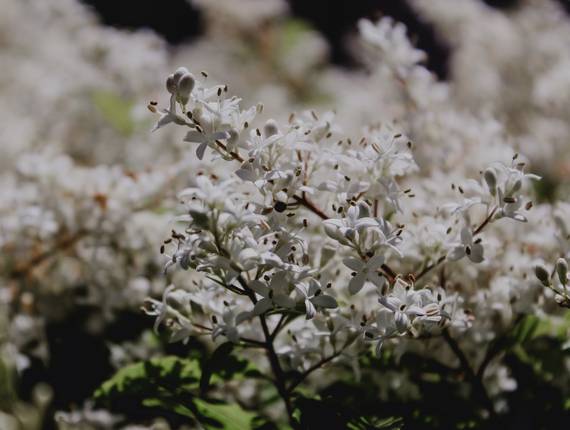 Paisagens de Flores