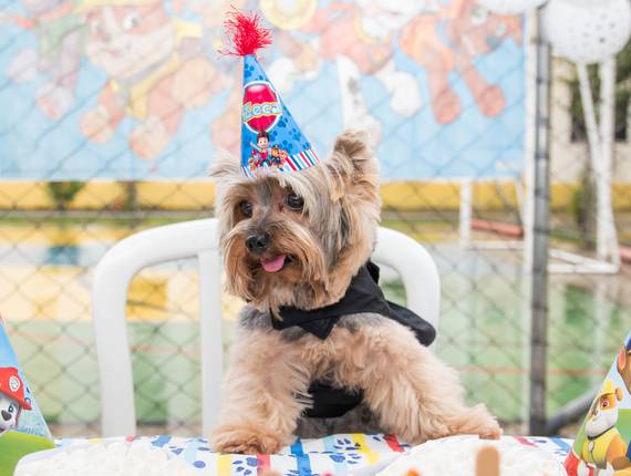 Fotografia de Pets de Festa do Zeca