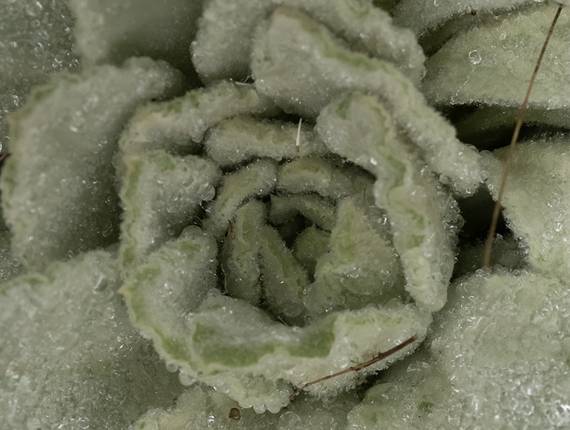 Diplomatura Geoecología de Diplomatura en Geoecología - Módulo 1 -  Las Plantas, una aproximación a su biología y biodiversidad 