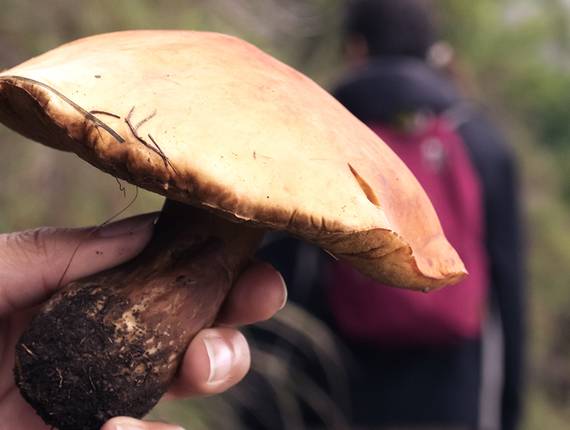 Diplomatura Geoecología de Hongos de la reserva